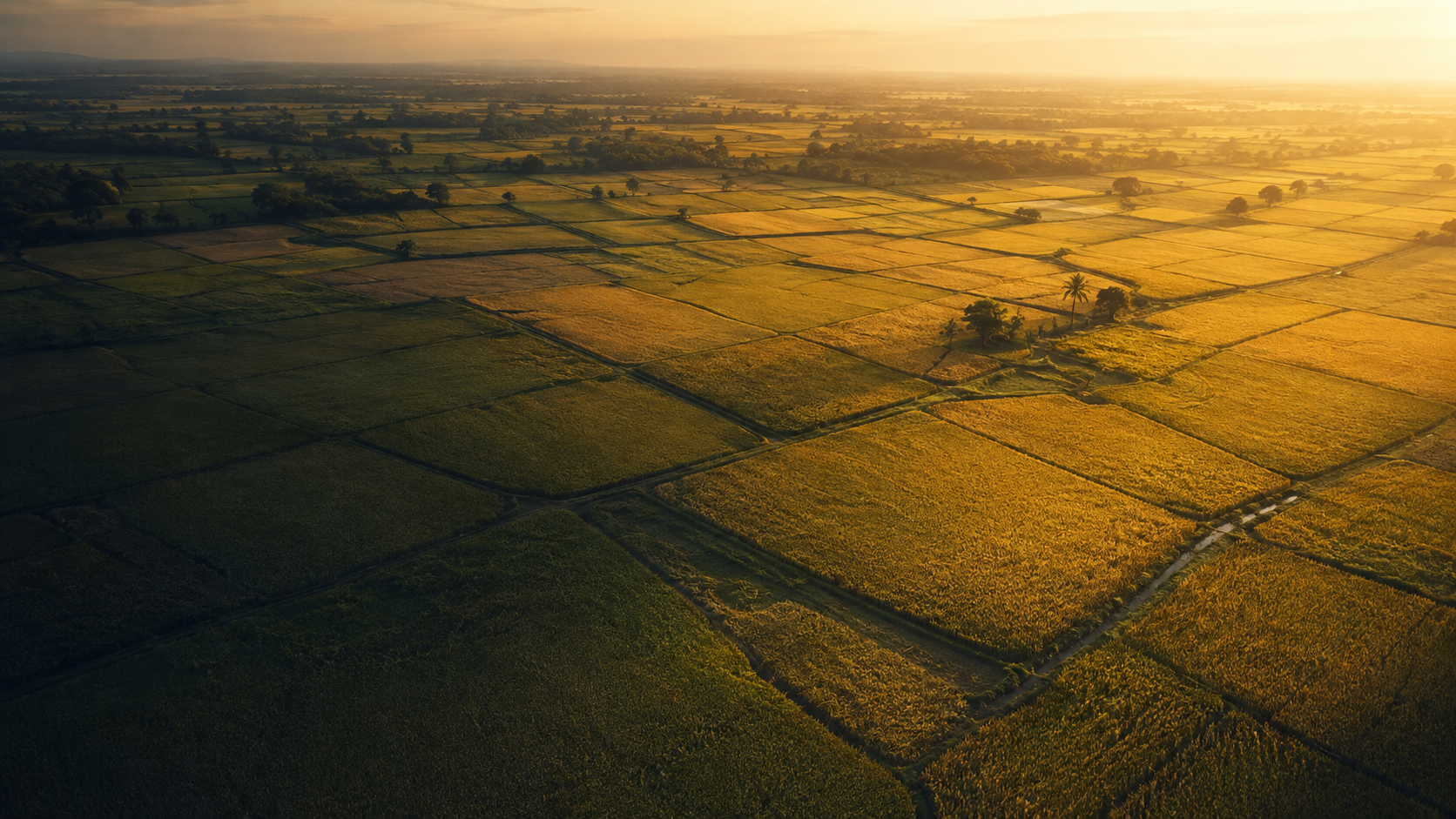 Aerial editorial view of expansive golden rice fields at sunrise